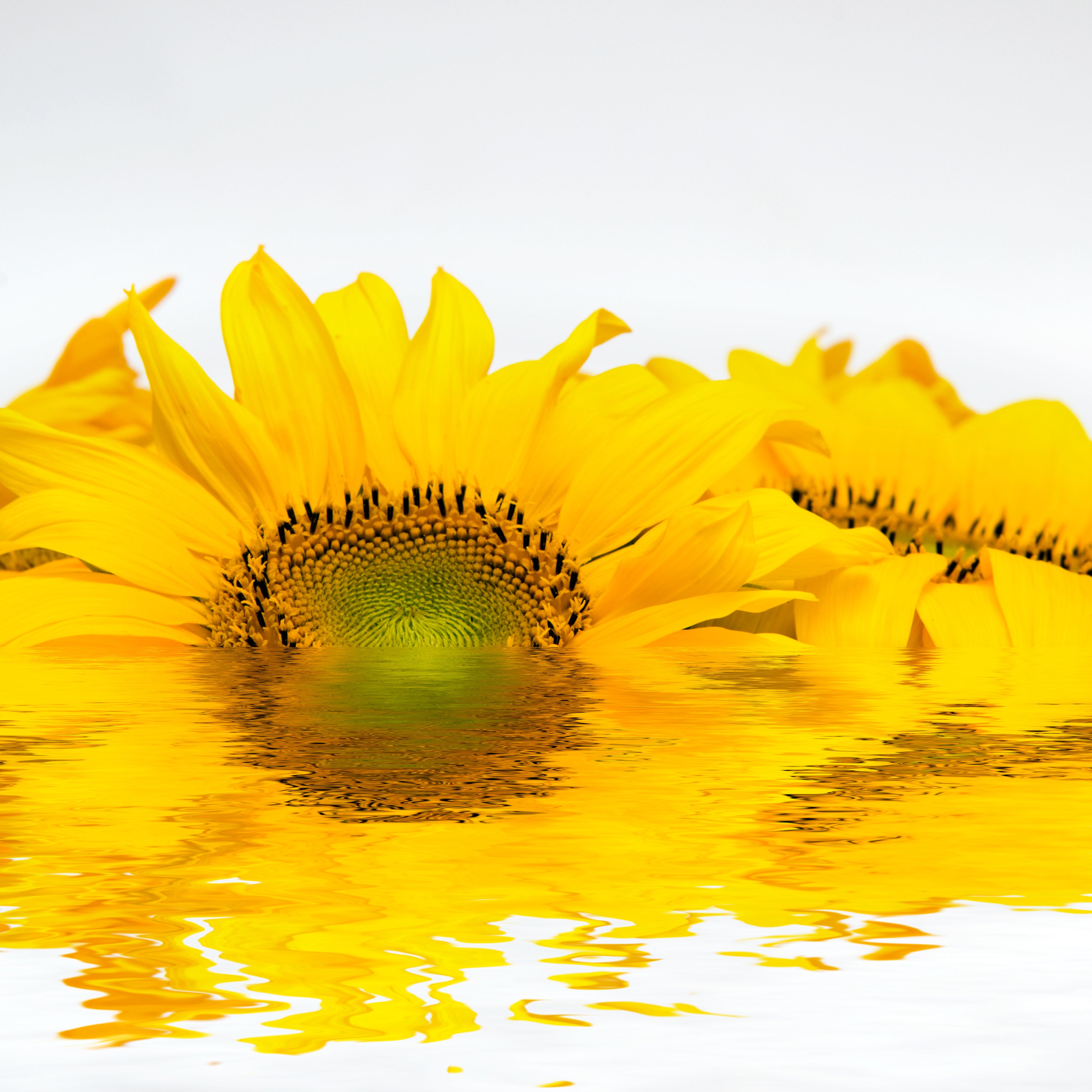 sunflower-put-into-water.jpg